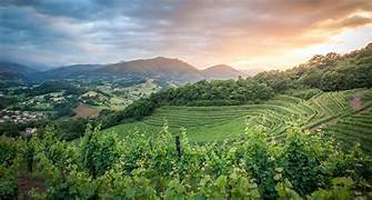 Dans le vignoble d'Irouléguy